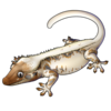 Crested Gecko: Lilly White